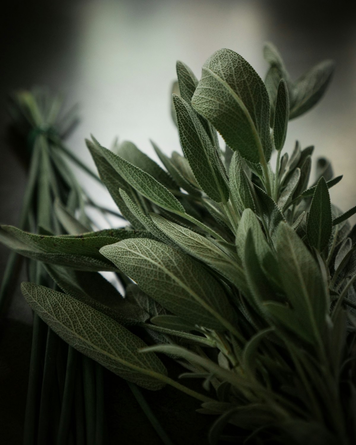 Fresh herbs in low light